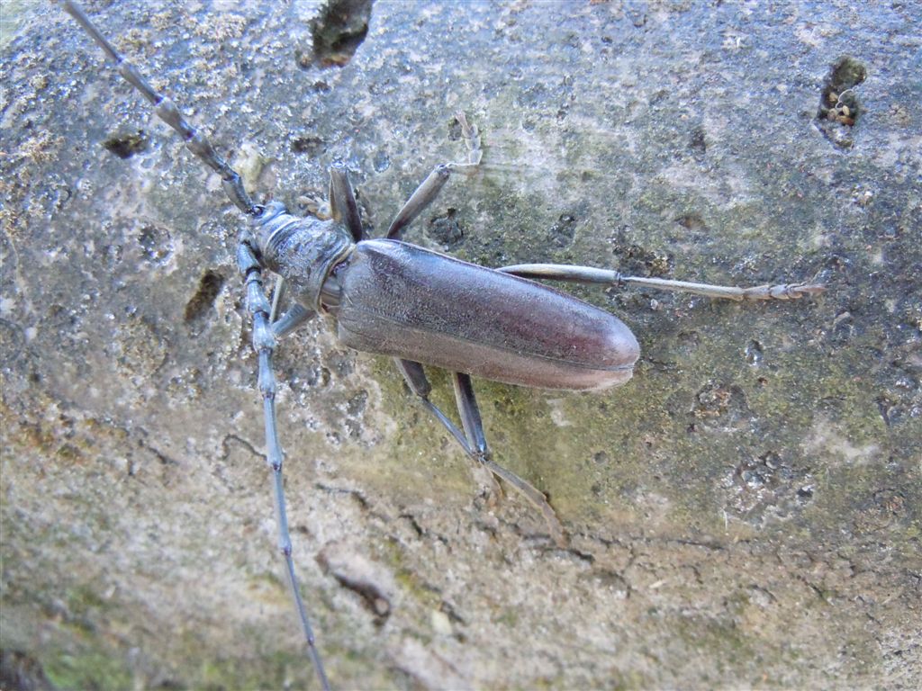 Enorme Cerambycidae - Cerambyx welensii